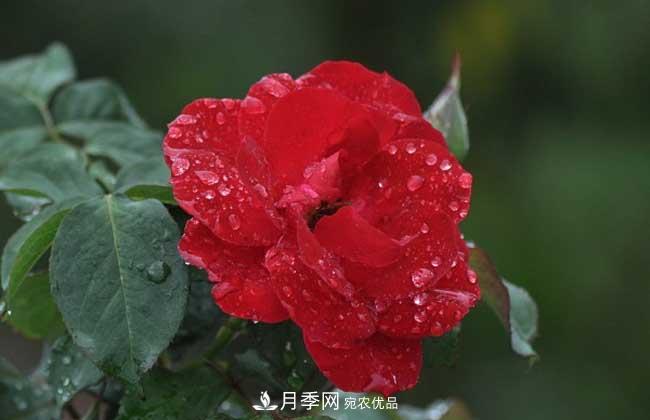 丰花月季有哪些经典品种？(图5)