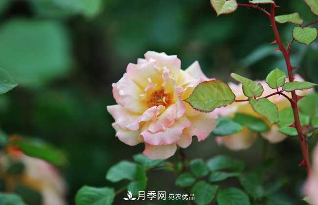 什么树可以嫁接月季？南阳月季嫁接的好处(图3)