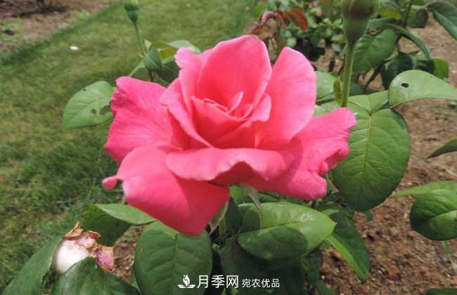 什么树可以嫁接月季？南阳月季嫁接的好处(图2)