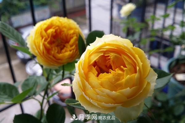 微型月季-金丝雀要怎么修剪？(图1)