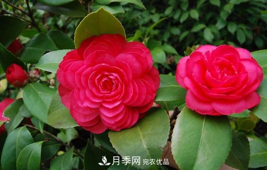 月季到5月份为什么还不见蕾(图1)