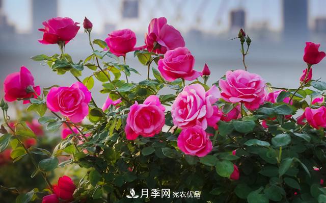 栽培养护月季花有什么注意事项(图1)