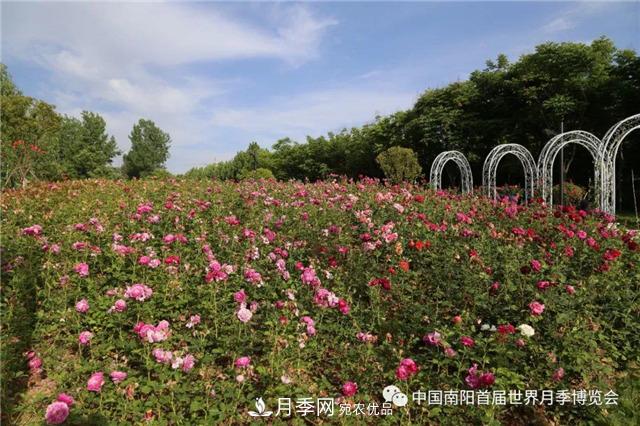 南阳西峡县持续推进月季名城建设(图1)