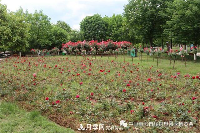 南阳西峡县持续推进月季名城建设(图2)