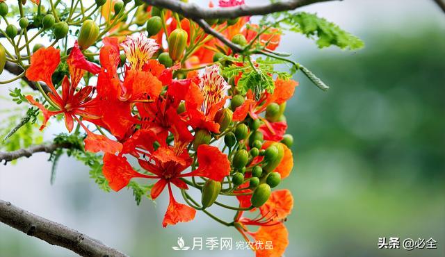 什么样的观赏树种发展行情更好？(图3)