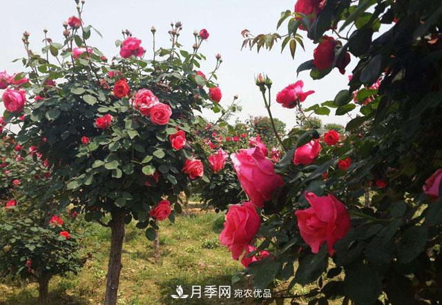 南阳石桥月季基地批发--各品种月季规格大全(图1)