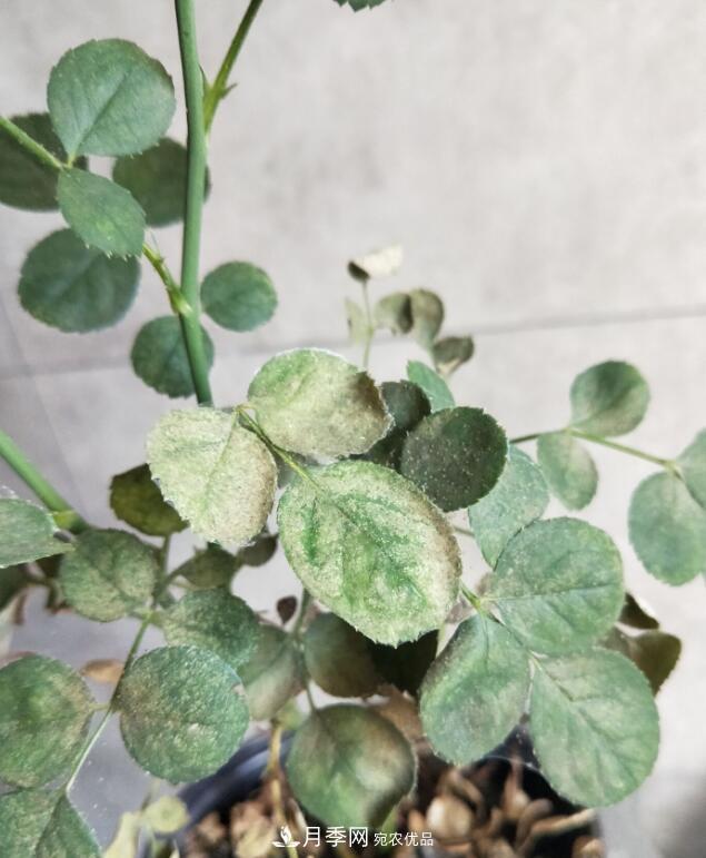 10种月季常见病虫害识别及用药(图2)