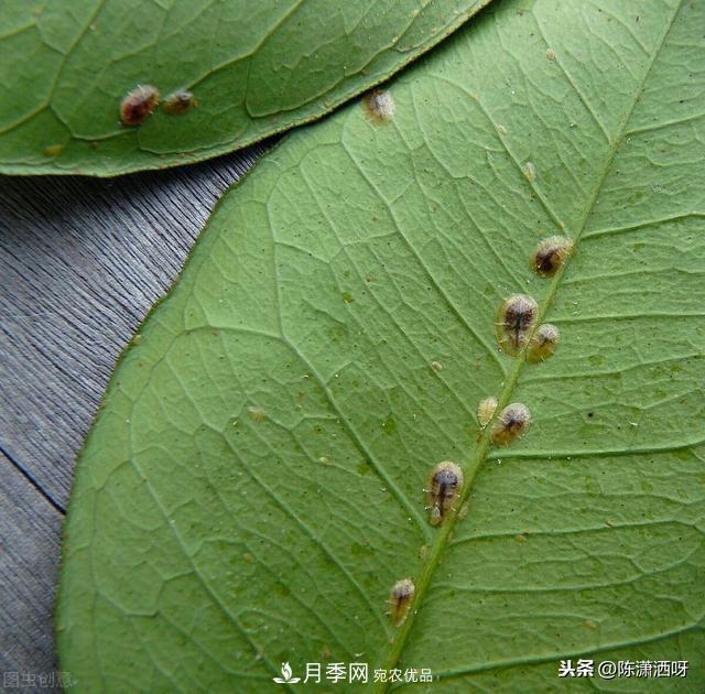 10种月季常见病虫害识别及用药(图4)