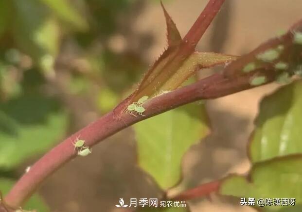 10种月季常见病虫害识别及用药(图3)