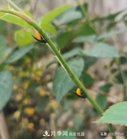 10种月季常见病虫害识别及用药(图1)