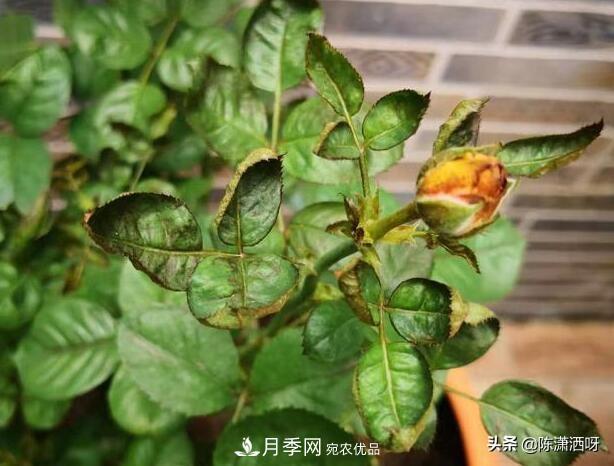 10种月季常见病虫害识别及用药(图5)