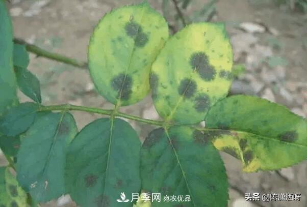 10种月季常见病虫害识别及用药(图8)