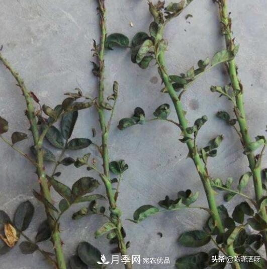 10种月季常见病虫害识别及用药(图6)