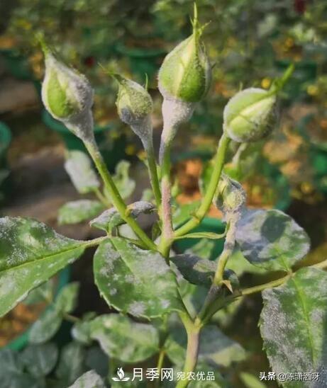 10种月季常见病虫害识别及用药(图7)