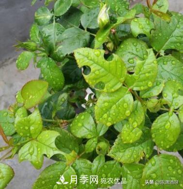 10种月季常见病虫害识别及用药(图9)