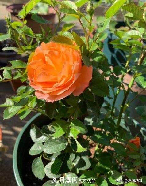 10种月季常见病虫害识别及用药(图10)