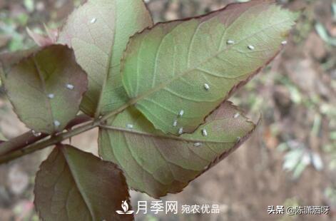 10种月季常见病虫害识别及用药(图15)