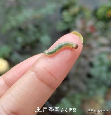 10种月季常见病虫害识别及用药(图12)