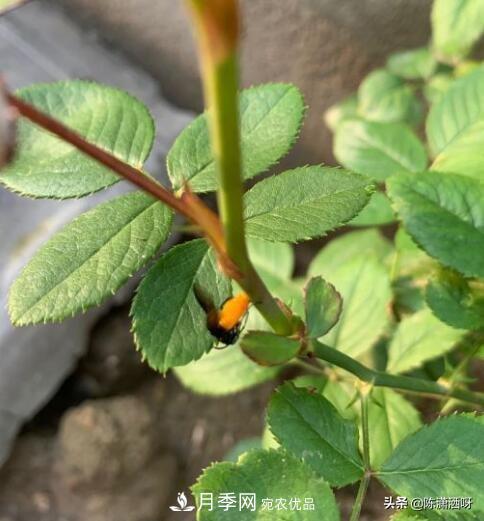10种月季常见病虫害识别及用药(图11)
