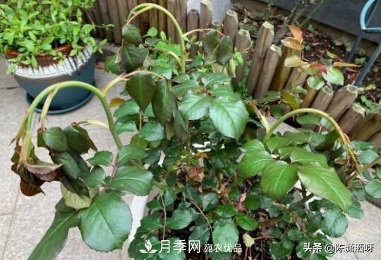 10种月季常见病虫害识别及用药(图13)