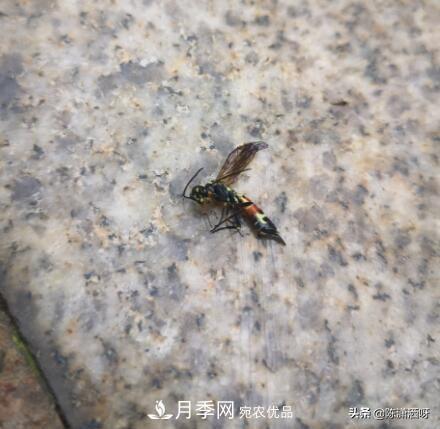 10种月季常见病虫害识别及用药(图14)