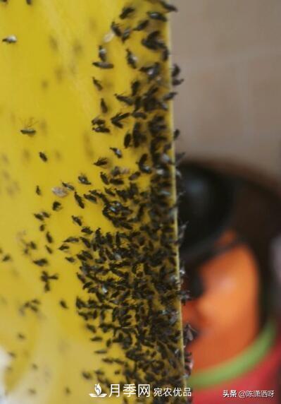 10种月季常见病虫害识别及用药(图16)