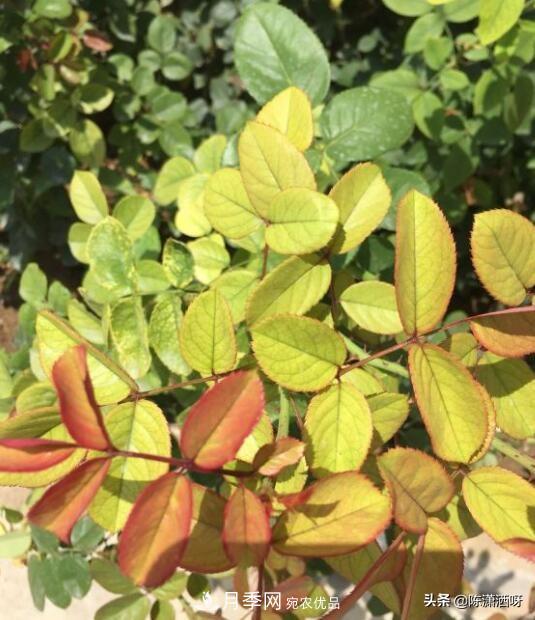 10种月季常见病虫害识别及用药(图17)