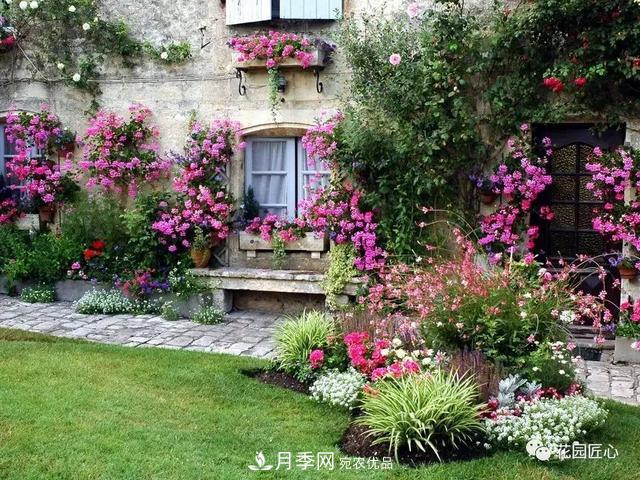 八月月季花卉养护，园丁的打理事宜(图2)