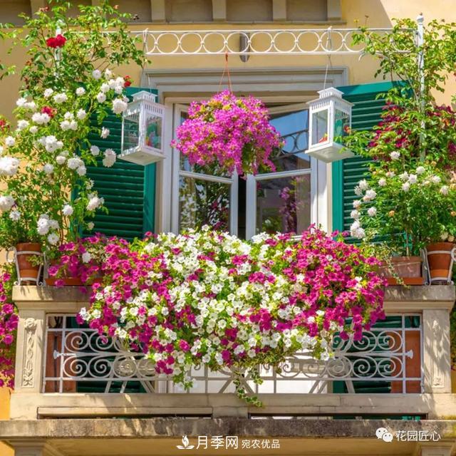 八月月季花卉养护，园丁的打理事宜(图6)