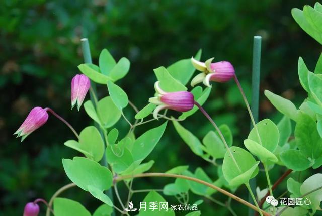 八月月季花卉养护，园丁的打理事宜(图8)