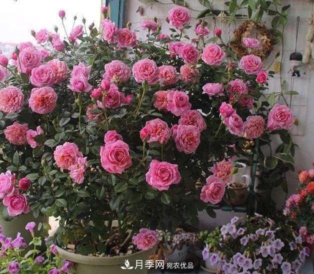 八月月季花卉养护,园丁的打理事宜(图9) 八月月季花卉养护,园丁的打理事宜(图9)