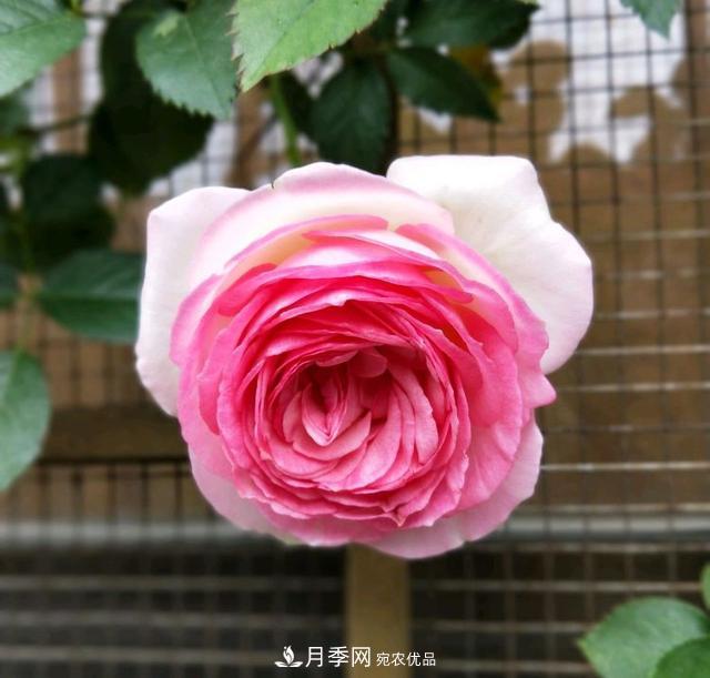 月季横拉一个月了，就是不出粗笋，怎么办？(图3)