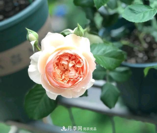 月季横拉一个月了，就是不出粗笋，怎么办？(图4)