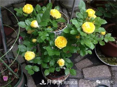 花期最长的10种月季，种一棵赏大半年(图4)
