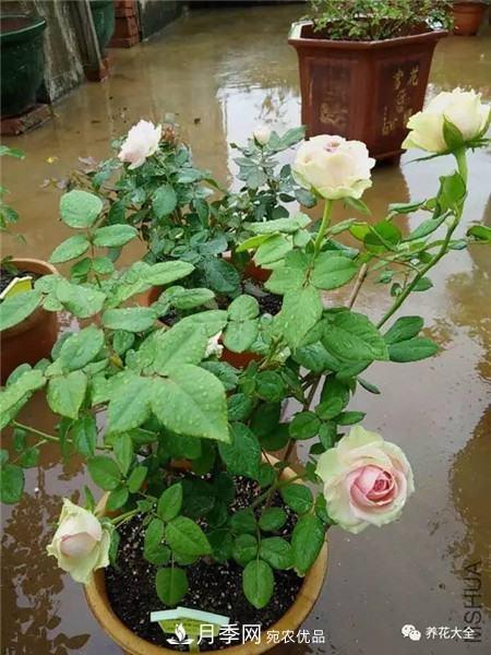 花期最长的10种月季，种一棵赏大半年(图8)