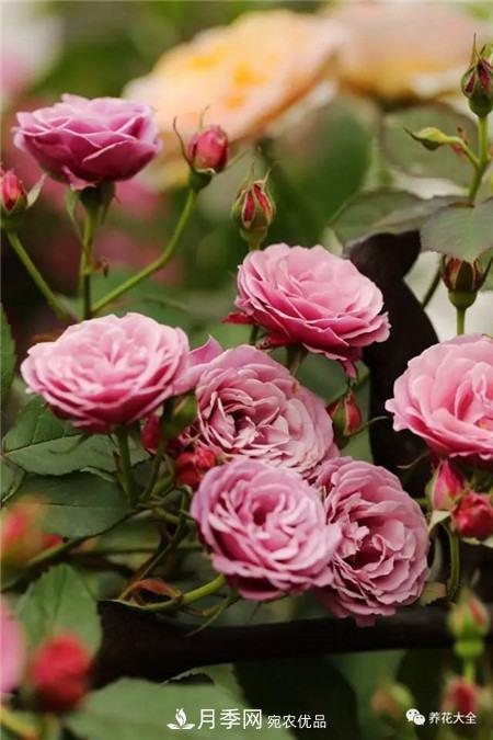 花期最长的10种月季，种一棵赏大半年(图6)