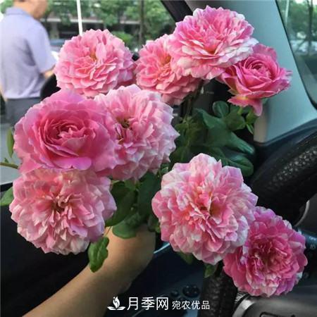 花期最长的10种月季，种一棵赏大半年(图14)