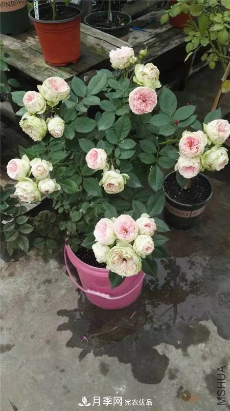 花期最长的10种月季，种一棵赏大半年(图16)