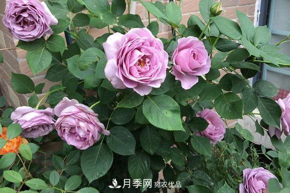 立秋后盆栽月季想要9、10月正常开花，注意此4点(图2)