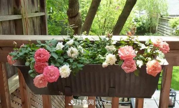 立秋后盆栽月季想要9、10月正常开花，注意此4点(图5)