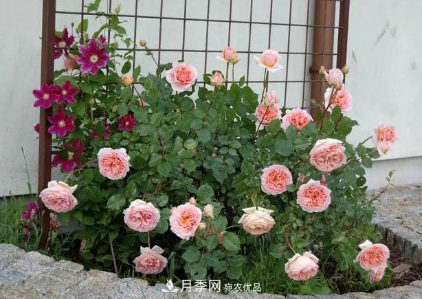 立秋后盆栽月季想要9、10月正常开花，注意此4点(图6)