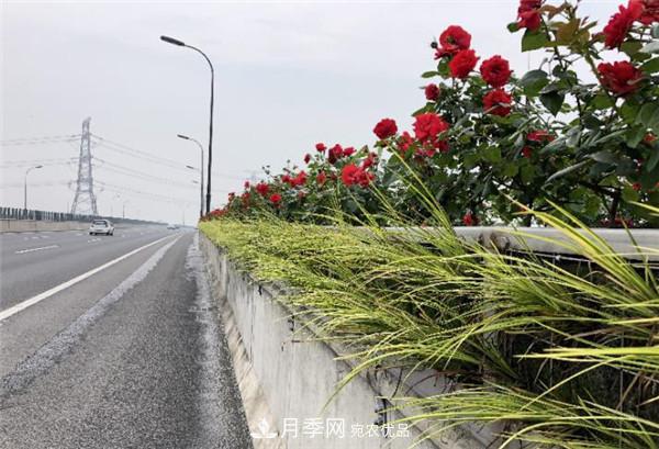 合肥市垂直绿化新亮色，郎溪路高架桥变身月季长廊(图2)