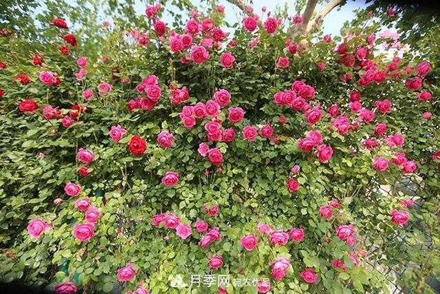 河北衡水二中月季花开，大美校园绿化(图5)