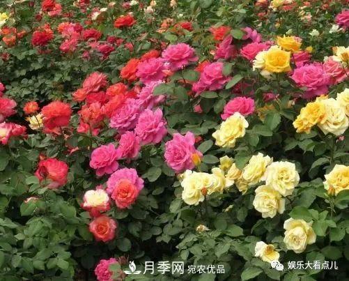 想要月季满树都是花苞，掌握4个诀窍，芽多枝干壮花朵开爆盆(图1)