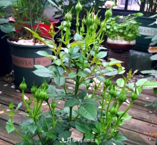 月季满树花苞该不该剪掉？认清“2点”，开花又大又漂亮(图6)