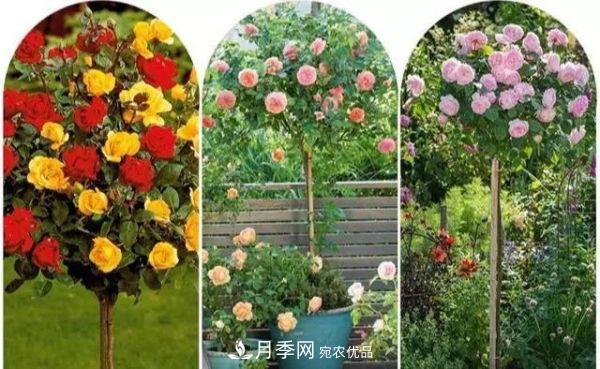 南阳月季嫁接树干上，花量暴增，长成&quot;月季树&quot;(图3)