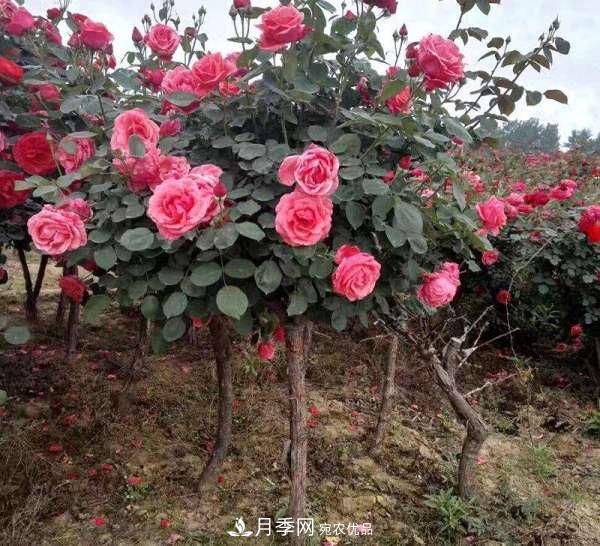 红龙月季业可以培育月季树(图3)