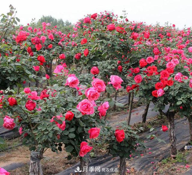 古桩月季树的栽培设施要求(图1) 古桩月季树的栽培设施要求(图1)