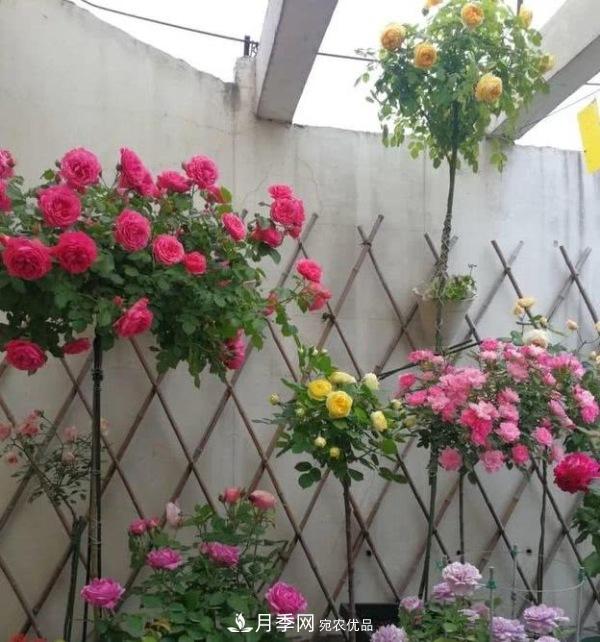 月季撑根杆秒变“月季树”，阳光晒一晒，开成棒棒球！(图2)