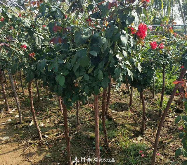 种植树状月季一定要注意这几个要点(图1)